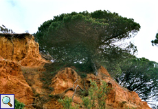 Pinie (Stone Pine, Pinus pinea)