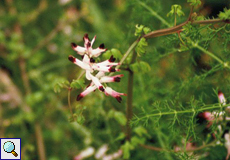 Ranken-Erdrauch (White Ramping-fumitory, Fumaria capreolata)