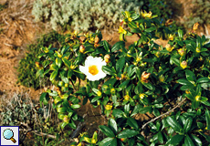 Salbeiblättrige Zistrose (Sage-leaved Rockrose, Cistus salvifolius)