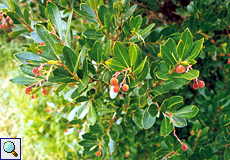 Westlicher Erdbeerbaum (Strawberry Tree, Arbutus unedo)