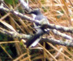 Raubwürger (Great Grey Shrike, Lanius excubitor)
