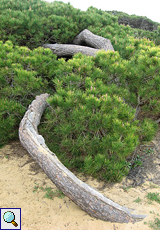 Seltsam geformte Pinie (Pinus pinea) am Dünenpfad Cuesta de Maneli