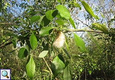 Rostrote Weide (Salix cinerea oleifolia)