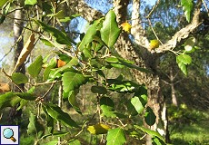 Korkeiche (Cork Oak, Quercus suber)