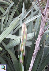 Aloeblättrige Palmlilie (Yucca aloifolia)