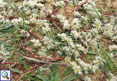 Silber-Mauermiere (Paronychia argentea)