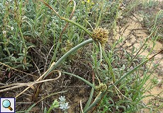 Dünen-Zypergras (Cyperus capitatus)