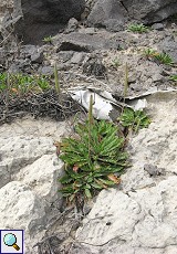 Großwurzeliger Wegerich (Plantago macrorhiza)