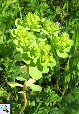 Sonnenwend-Wolfsmilch (Euphorbia helioscopia)