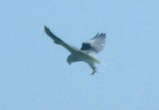 Gleitaar (Black-winged Kite, Elanus caeruleus)