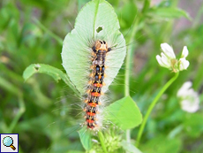Raupe des Schwammspinners (Gypsy Moth, Lymantria dispar)