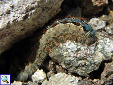 Raupe des Eichen-Wollafters (Eriogaster rimicola)