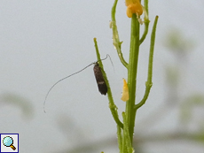 Adela australis, Männchen