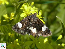 Ackerwinden-Trauereule (Four-spotted Moth, Tyta luctuosa)