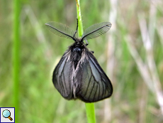 Männlicher Trauerspinner (Penthophera morio)