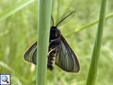 Männlicher Trauerspinner (Penthophera morio)