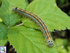 Raupe des Ringelspinners (Lackey Moth, Malacosoma neustria)