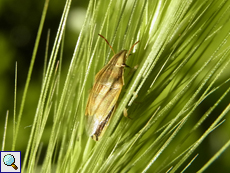 Spitzling (Bishop's Mitre Bug, Aelia acuminata)