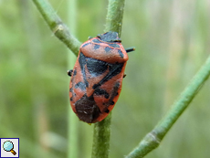 Schwarzrückige Gemüsewanze (Cabbage Bug, Eurydema ornata)