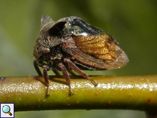 Dornzikade (Horned Treehopper, Centrotus cornutus)