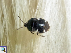 Gefleckte Schwarznesselwanze (Burrower Bug, Tritomegas sexmaculatus)