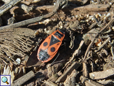 Feuerwanze (Fire Bug, Pyrrhocoris apterus)