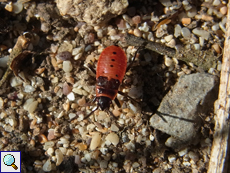 Feuerwanzen-Nymphe (Fire Bug, Pyrrhocoris apterus)