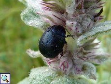 Wegerich-Blattkäfer (Chrysolina cf. haemoptera)