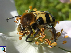 Pinselkäfer (Bee Beetle, Trichius sp.)