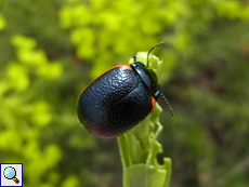 Rotsaum-Blattkäfer (Toadflax Leaf Beetle, Chrysolina sanguinolenta)