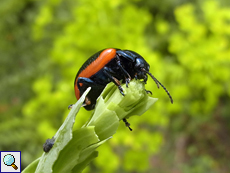 Rotsaum-Blattkäfer (Toadflax Leaf Beetle, Chrysolina sanguinolenta)