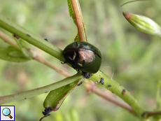 Johanniskraut-Blattkäfer (Leaf Beetle, Chrysolina hyperici)