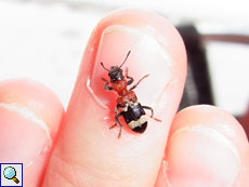 Ameisenbuntkäfer (Ant Beetle, Thanasimus formicarius)