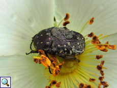 Trauer-Rosenkäfer (White-spotted Rose Beetle, Oxythyrea funesta)