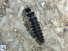 Weiblicher Großer Leuchtkäfer (Common Glow-worm, Lampyris noctiluca)