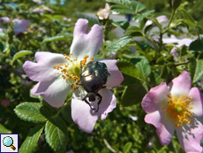 Rosenblüten (Rosa sp.) mit Goldglänzendem Rosenkäfer (Cetonia aurata)