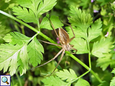 Listspinne (Nursery Web Spider, Pisaura mirabilis)
