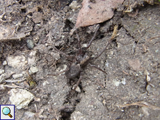 Unbestimmte Spinnenart Nr. 5 (Alopecosa sp.)
