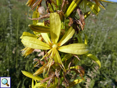 Gelber Affodill (Asphodeline lutea)