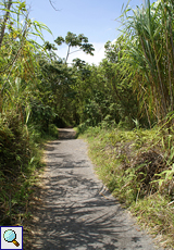 Wanderweg im Arenal-Nationalpark