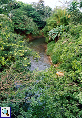 Flusslauf mit dichter Ufervegetation