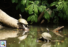 Rotwangen-Schmuckschildkröten (Trachemys scripta) am Río Frío