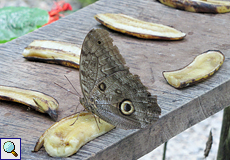 Caligo telamonius memnon im Schmetterlingszuchtzentrum des Ecocentro Danaus