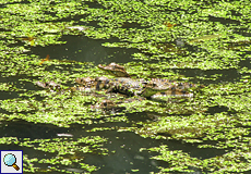Junge Krokodilkaimane (Caiman crocodilus) im Ecocentro Danaus
