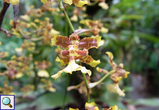 Orchideenblüte im Ecocentro Danaus