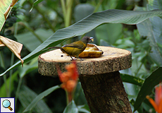 Weibliche Passerinitangare (Ramphocelus passerinii) im Ecocentro Danaus