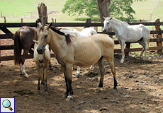 Pferde im La Ensenada Wildlife Refuge