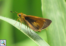 Anthoptus epictetus (Dimorphic Grass Skipper)