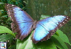 Mittelamerikanischer Blauer Morpho (Peleides Blue Morpho, Morpho peleides)