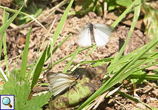 Heliopetes alana (Alana White-Skipper)